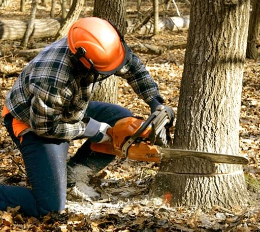 Tree Removal in Brookston, MN